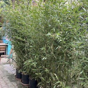 Sövény/óriás bambusz / Phyllostachys bissettii