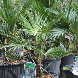 Japán kenderpálma / Trachycarpus wagnerianus