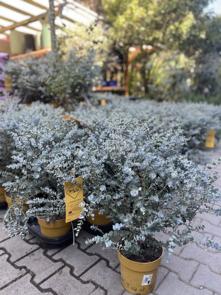 Eucalyptus gunni Azura