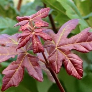 Vörös lombú mezei juhar / Acer campestre 'Red Shine'