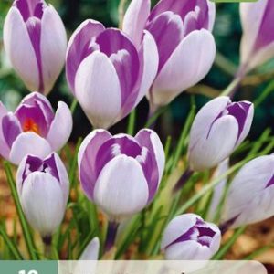 JUB Sáfrány / Vanguard