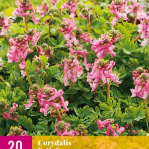 JUB Keltike / Beth Evans