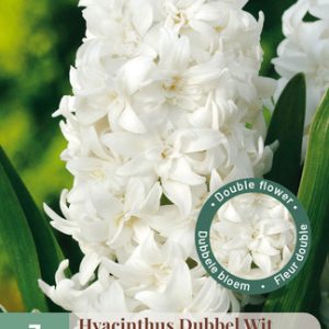 JUB Jácint / Double White