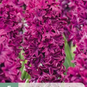 JUB Jácint / Woodstock