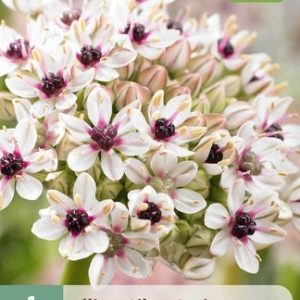 Díszhagyma / Silver Spring