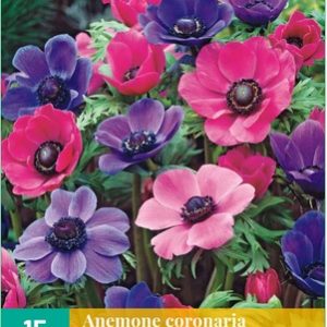 Koronás szellőrózsa / Lila-Rózsaszín mix