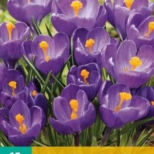 JUB Sáfrány / Flower Record