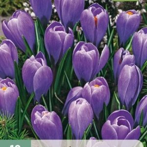 JUB Sáfrány / Blue Ocean