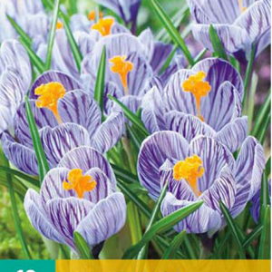 JUB Sáfrány / Pickwick