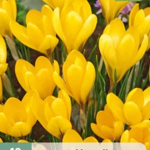 JUB Sáfrány / Golden Yellow