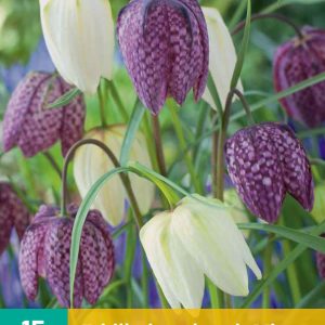 JUB Kockásliliom Mix