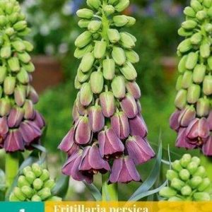 JUB Perzsa Kockásliliom / Purple Favorite