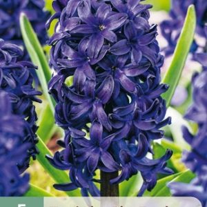 JUB Jácint / Blue Trophy