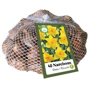 JUB Nárcisz / Geel Yellow