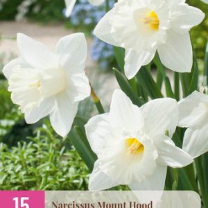 Nárcisz / Mount Hood