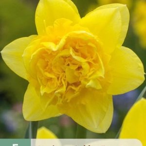 Nárcisz / Golden Ducat