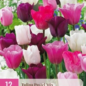 JUB Tulipán / Pastel mix