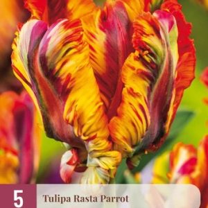 JUB Tulipán / Rasta Parrot