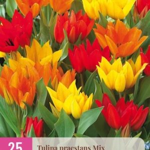 JUB Tulipán / Praestans mix