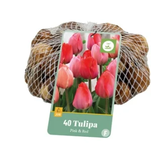 JUB Tulipán / Pink&Red mix hálós