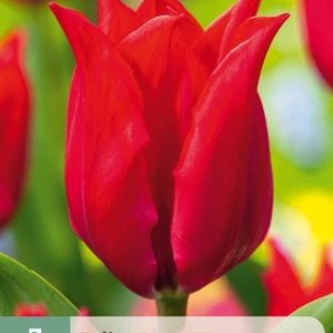 JUB Tulipán / Pretty Women