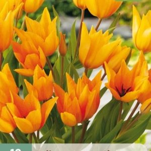 JUB Tulipán / praestans Shogun