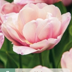 JUB Tulipán / Tabledance