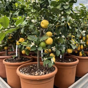 Édes lime / Citrus limetta 'Purscha'