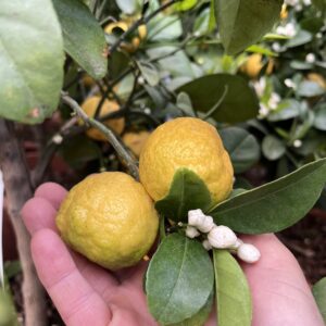 Édes lime / Citrus limetta 'Purscha'