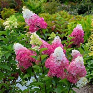 Bugás hortenzia Fraise Melba fajta / Hydrangea paniculata 'Fraise Melba'
