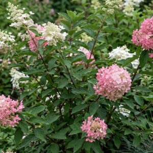 Bugás hortenzia Diamantino fajta / Hydrangea paniculata 'Diamantino'