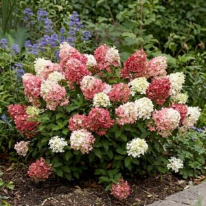 Bugás hortenzia Groundbreaker fajta / Hydrangea paniculata 'Groundbreaker'