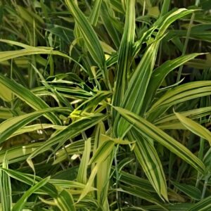 Tarka levelű törpe bambusz / Bambusa nana 'Aureostriata'
