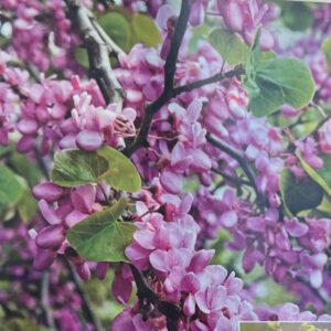 Kanadai júdásfa / Cercis canadiensis 'Zig Zag'