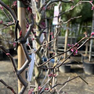 Kanadai júdásfa / Cercis canadiensis 'Zig Zag'