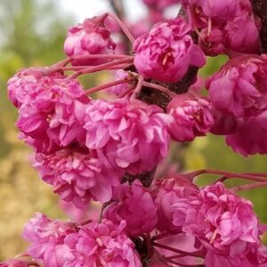 Kanadai júdásfa / Cercis canadensis 'Pink Pom Pom'