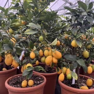 Limequat / Citrus australasica x Limequat
