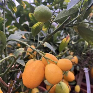 Limequat / Citrus australasica x Limequat