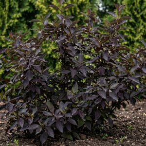 Vörösvesszős som / Cornus alba 'Nightfall'