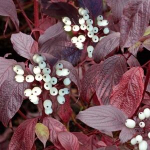 Piros vesszős som / Cornus alba 'Siberian Pearls'