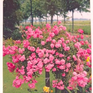 Csüngő rózsa / különböző színek