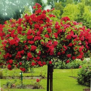 Csüngő rózsa / különböző színek