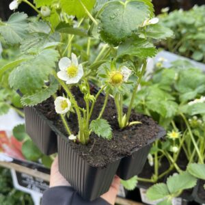 Folytontermő eper mix 4 db-os csomag