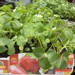 Folytontermő eper mix 4 db-os csomag