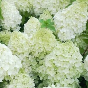 Bugás hortenzia Polar Bear fajta / Hydrangea paniculata 'Polar Bear'