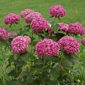 Cserjés hortenzia / Hydrangea arborescens 'Bella Ragazza Mauvette'