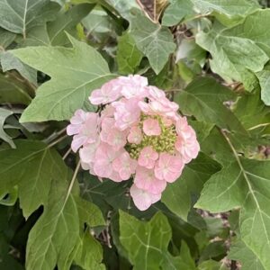 Tölgylevelű hortenzia / Hydrangea quercifolia 'Munchkin'