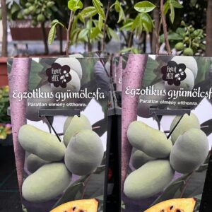 Indián banán, pawpaw / Asimina triloba