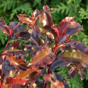 Korallberkenye / Photinia 'Magical Volcano'