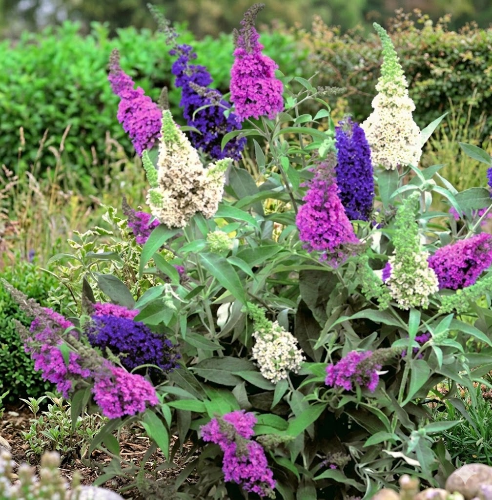 trio2 Buddleja